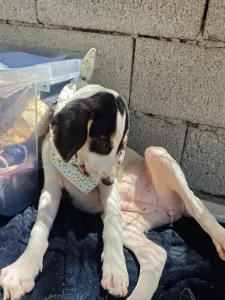 Adoptie hond Mayia