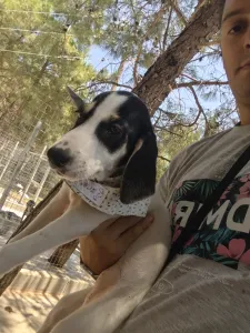 Adoptie hond Mayia