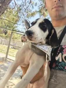 Adoptie hond Mayia