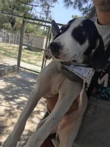 Adoptie hond Mayia