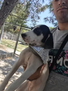 Adoptie hond Mayia