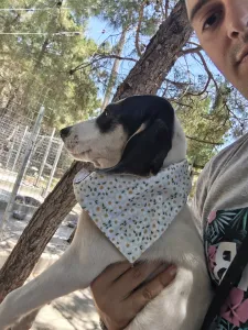 Adoptie hond Mayia