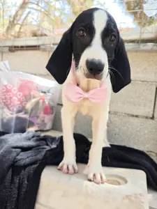 Adoptionsprofil für Margi