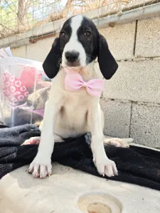 Hund Margi adoptieren