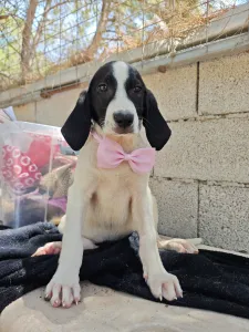 Hund Margi adoptieren