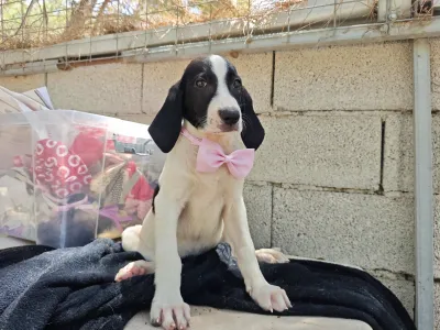 Hund Margi adoptieren