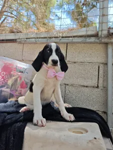 Hund Margi adoptieren
