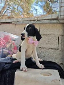 Hund Margi adoptieren
