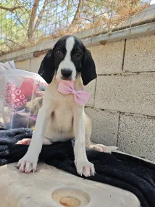 Hund Margi adoptieren