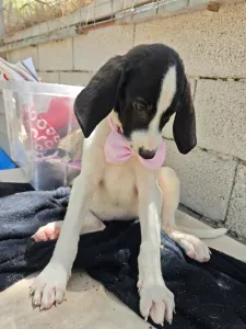 Hund Margi adoptieren