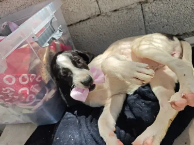 Hund Margi adoptieren