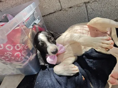 Hund Margi adoptieren