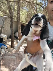 Hund Margi adoptieren