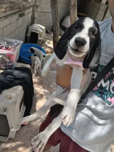 Hund Margi adoptieren