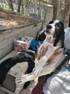 Hund Margi adoptieren