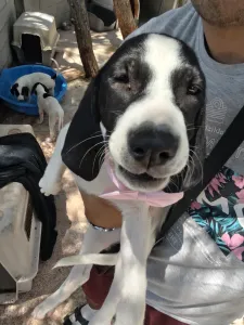 Hund Margi adoptieren