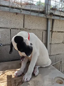 Adoptionsprofil für Lico