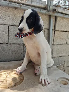 Adopt Lico