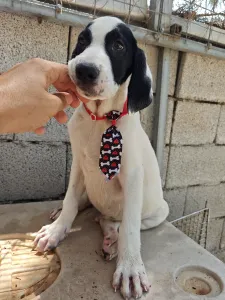 Adopt Lico