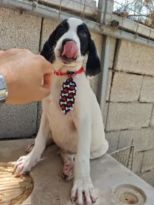 Adopt Lico