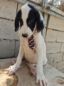 Adopt Lico