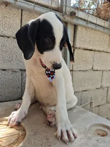 Adopt Lico