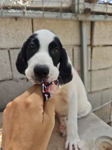 Adopt Lico