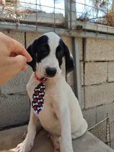 Adopt Lico