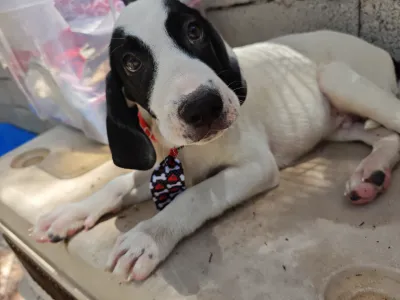 Adopt Lico
