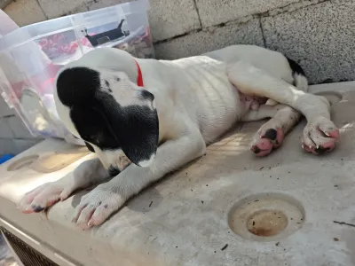 Adopt Lico