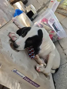 Adopt Lico