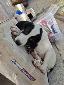Adopt Lico