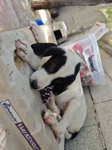 Adopt Lico
