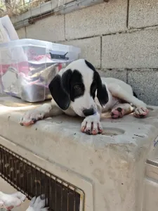 Adopt Lico