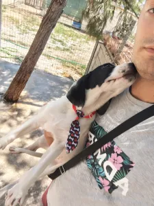 Adopt Lico