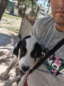 Adopt Lico