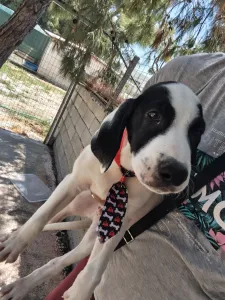 Adopt Lico