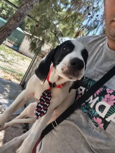 Adopt Lico