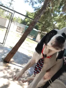 Adopt Lico
