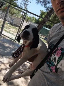 Adopt Lico