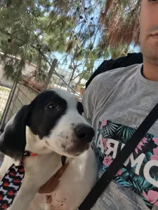 Adopt Lico