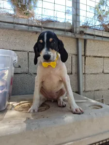 Adoptionsprofil für Kaity