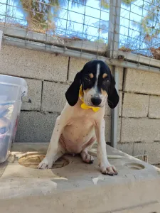 Hund Kaity adoptieren