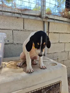 Hund Kaity adoptieren