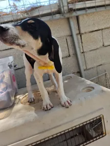 Hund Kaity adoptieren