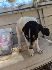 Hund Kaity adoptieren