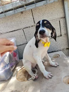 Hund Kaity adoptieren