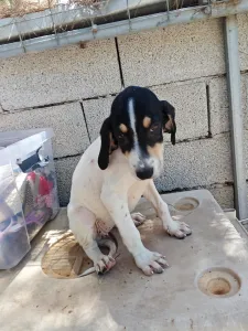 Hund Kaity adoptieren
