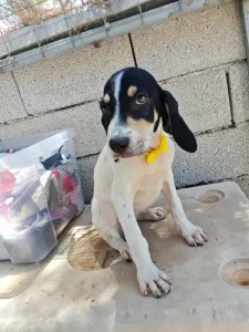 Hund Kaity adoptieren