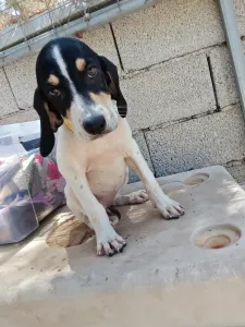 Hund Kaity adoptieren